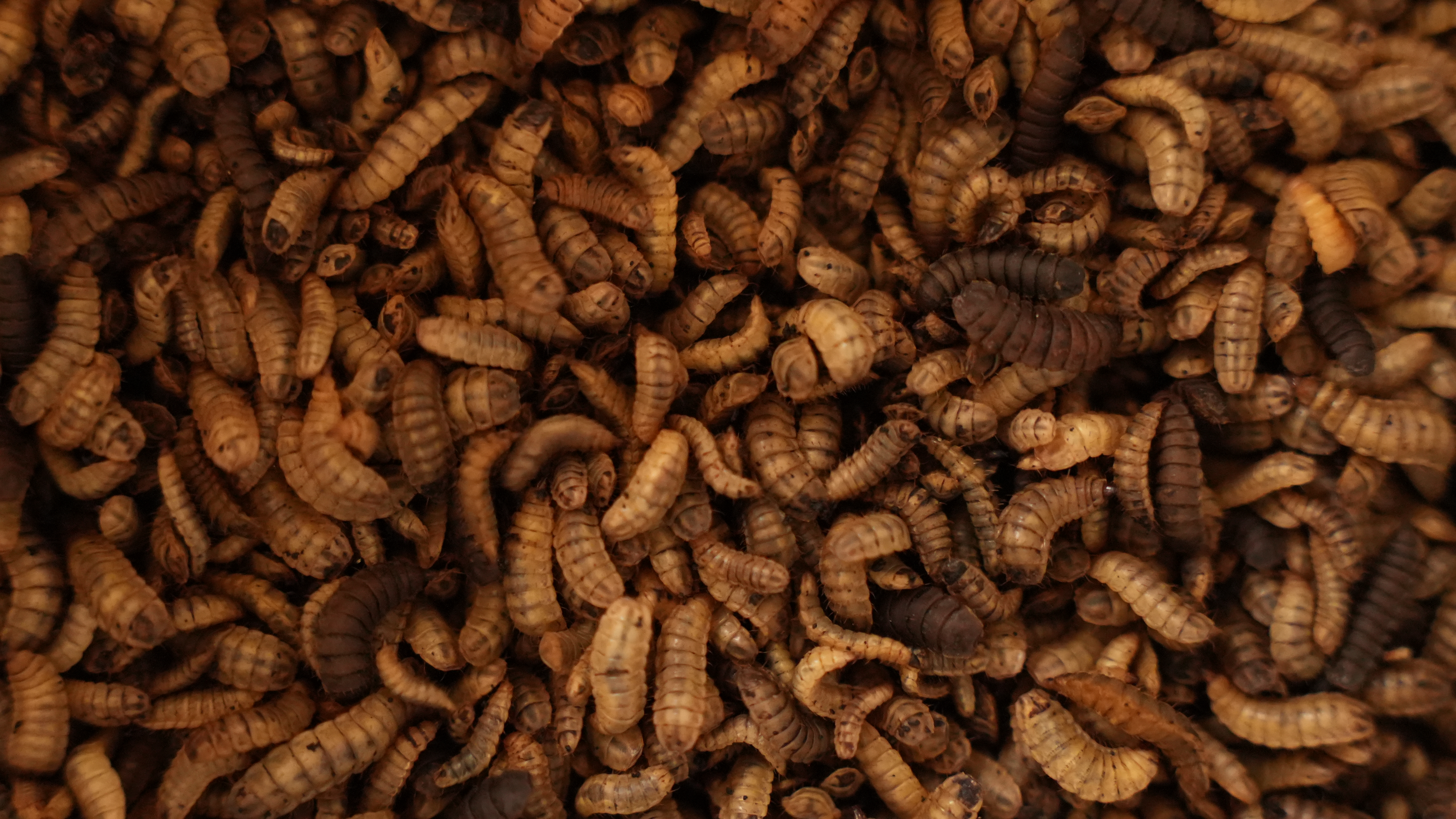 Animal Protein